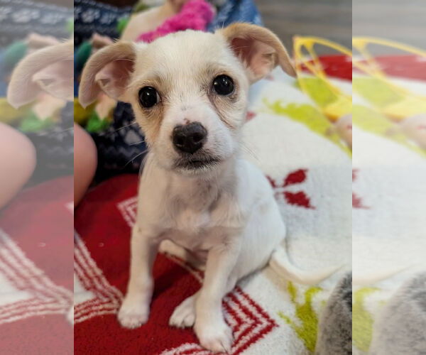 Medium Photo #1 Shih Tzu Puppy For Sale in The Woodlands, TX, USA