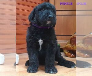 Airedoodle Puppy for sale in MIDLAND, MI, USA