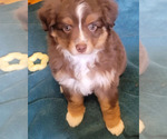 Small Photo #1 Miniature Australian Shepherd Puppy For Sale in OCTAVIA, OK, USA