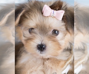 Morkie Puppy for sale in SPRAGUE, CT, USA