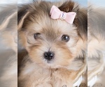 Small Morkie