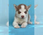 Small #1 Siberian Husky