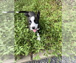 Small #5 American Pit Bull Terrier-Huskies  Mix