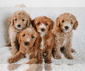 Goldendoodle (Miniature) Puppy for sale in ROCKWOOD, TN, USA