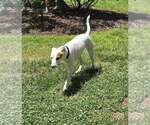 Small #2 Chihuahua Mix