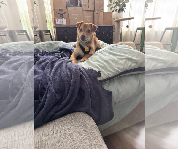 Medium Photo #3 Chihuahua-Unknown Mix Puppy For Sale in Aurora, CO, USA