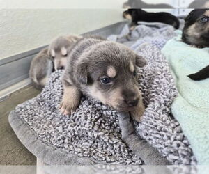 German Shepherd Dog-Unknown Mix Dogs for adoption in Corona, CA, USA