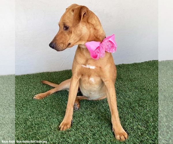 Medium Photo #5 Rhodesian Ridgeback-Unknown Mix Puppy For Sale in San Diego, CA, USA
