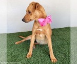Small #4 Rhodesian Ridgeback Mix