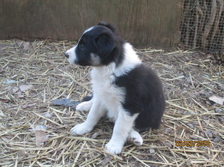 Border Collie Puppy for sale in CORYDON, IN, USA