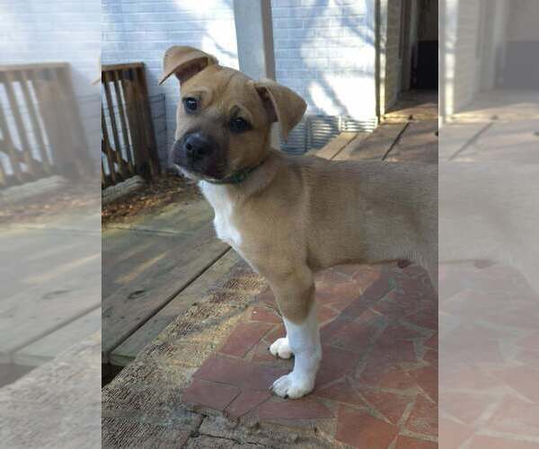 Medium Photo #1 Labrador Retriever-Unknown Mix Puppy For Sale in Raleigh, NC, USA