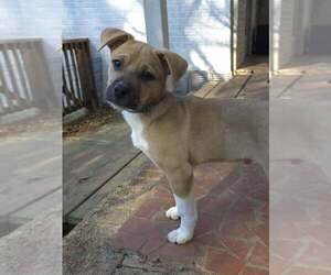 Labrador Retriever-Unknown Mix Dogs for adoption in Raleigh, NC, USA