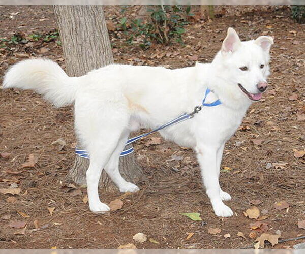 Medium Photo #4 Siberian Husky-Unknown Mix Puppy For Sale in Lake Wylie, SC, USA