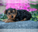 Puppy Harper YorkiePoo