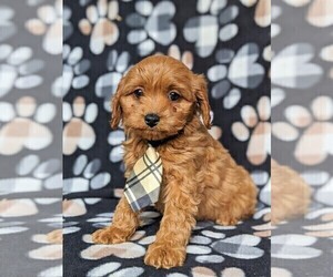 Cavapoo Puppy for sale in QUARRYVILLE, PA, USA
