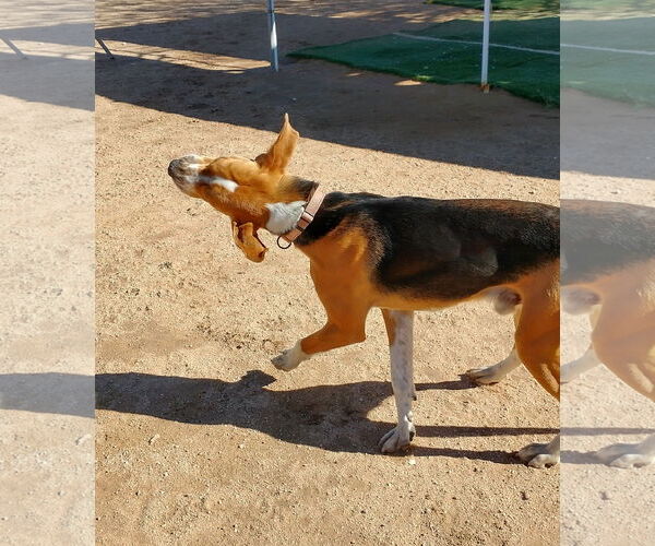 Medium Photo #4 English Foxhound Puppy For Sale in Apple Valley, CA, USA