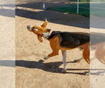 Small #3 English Foxhound
