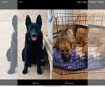 Small Photo #12 German Shepherd Dog Puppy For Sale in TONOPAH, AZ, USA