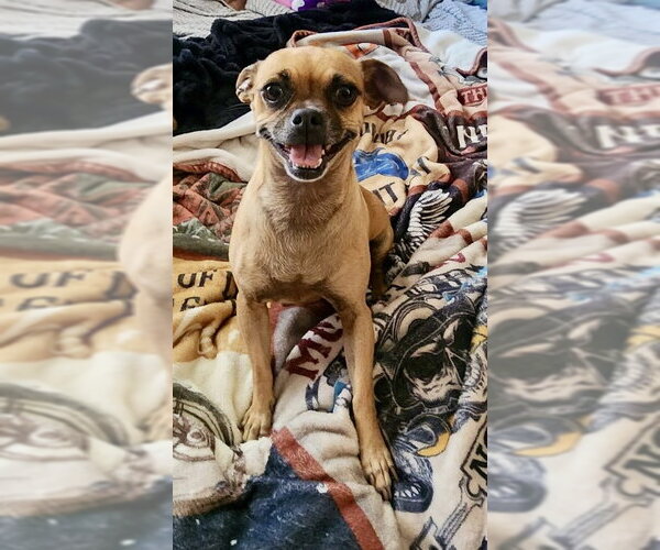 Medium Photo #3 Chug Puppy For Sale in Mesa, AZ, USA