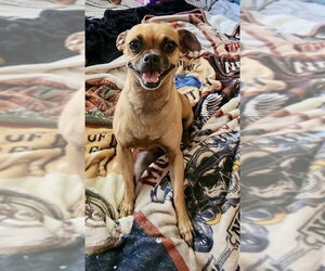 Stella - Female Chug Dog for Adoption - Photo #3