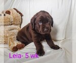 Puppy 4 Labrador Retriever