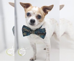 Cheeks Dogs for adoption in Benton, LA, USA