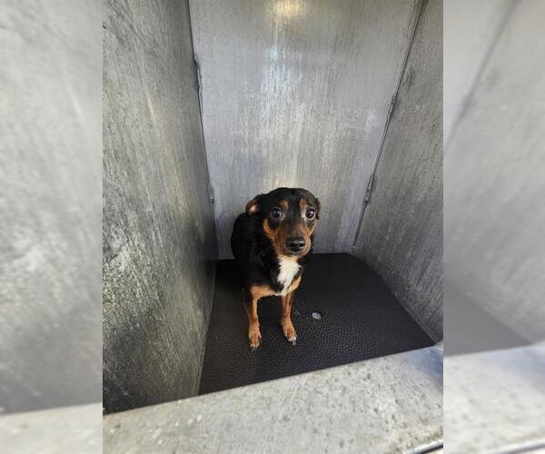 Medium Photo #1 Chihuahua-Unknown Mix Puppy For Sale in San Antonio, TX, USA