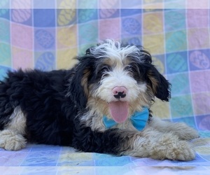 Bernedoodle Puppy for sale in LANCASTER, PA, USA