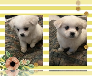 Shih Tzu Puppy for sale in RIVERVIEW, FL, USA