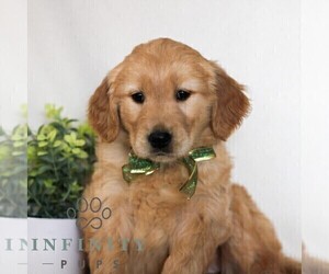 Golden Retriever Puppy for sale in LITITZ, PA, USA