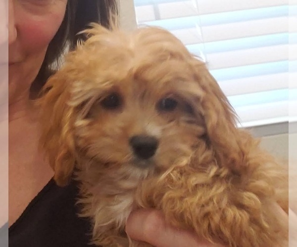 Medium Photo #1 Cavalier King Charles Spaniel-Poodle (Standard) Mix Puppy For Sale in N LAS VEGAS, NV, USA
