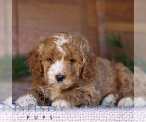 Goldendoodle (Miniature) Puppy for sale in LITITZ, PA, USA
