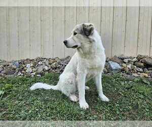 Father of the Great Pyrenees puppies born on 12/08/2024