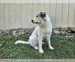 Small Photo #1 Great Pyrenees Puppy For Sale in WATTS, OK, USA