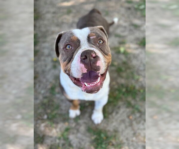 Medium Photo #1 Mutt Puppy For Sale in Riverside, CA, USA