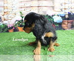 Small #18 Cavalier King Charles Spaniel