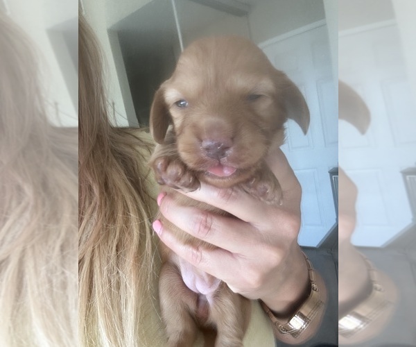 Medium Photo #4 Dachshund Puppy For Sale in SAN DIEGO, CA, USA