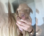 Small #3 Dachshund