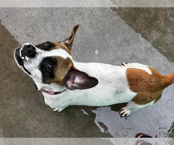 Medium Photo #1 Mutt Puppy For Sale in Martinez, CA, USA