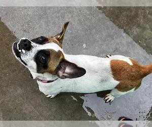 Mutt Dogs for adoption in Martinez, CA, USA