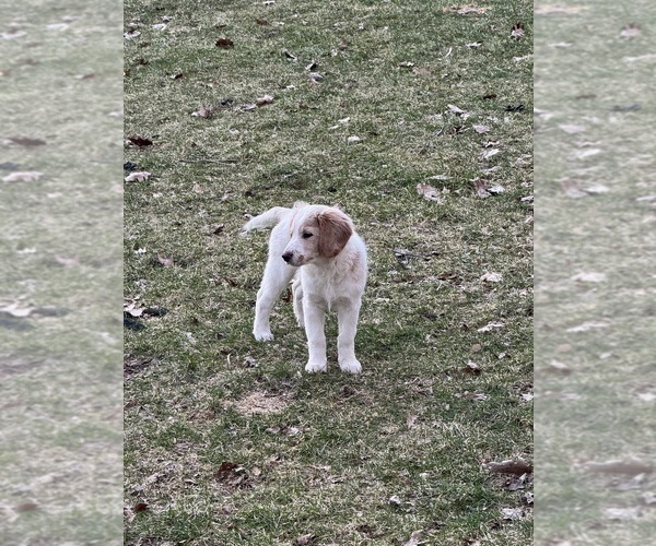 Medium Photo #87 Aussie-Poo-Goldendoodle Mix Puppy For Sale in COMMERCE, MI, USA