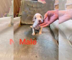 American Pit Bull Terrier Puppy for sale in BROOKVILLE, PA, USA
