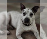Small #5 Mutt