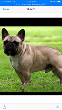 Medium Photo #8 French Bulldog Puppy For Sale in COUNTRY LAKES, FL, USA