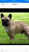 Small Photo #8 French Bulldog Puppy For Sale in COUNTRY LAKES, FL, USA