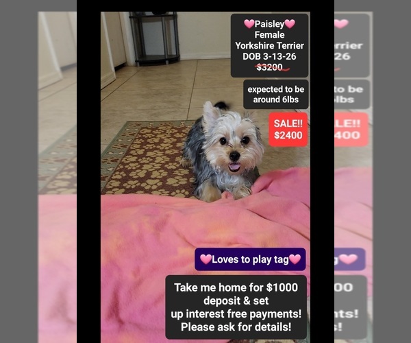 Medium Photo #1 Yorkshire Terrier Puppy For Sale in TUCSON, AZ, USA