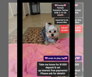 Yorkshire Terrier Puppy for sale in TUCSON, AZ, USA
