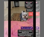 Image preview for Ad Listing. Nickname: Paisley