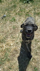Daniff Puppy for sale in PEYTON, CO, USA