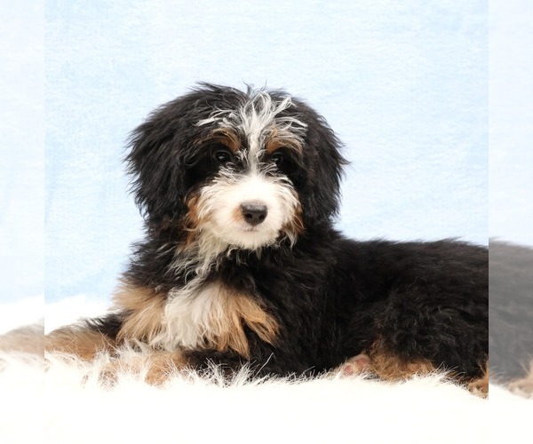 Medium Photo #1 Bernedoodle (Miniature) Puppy For Sale in LIVINGSTON, WI, USA